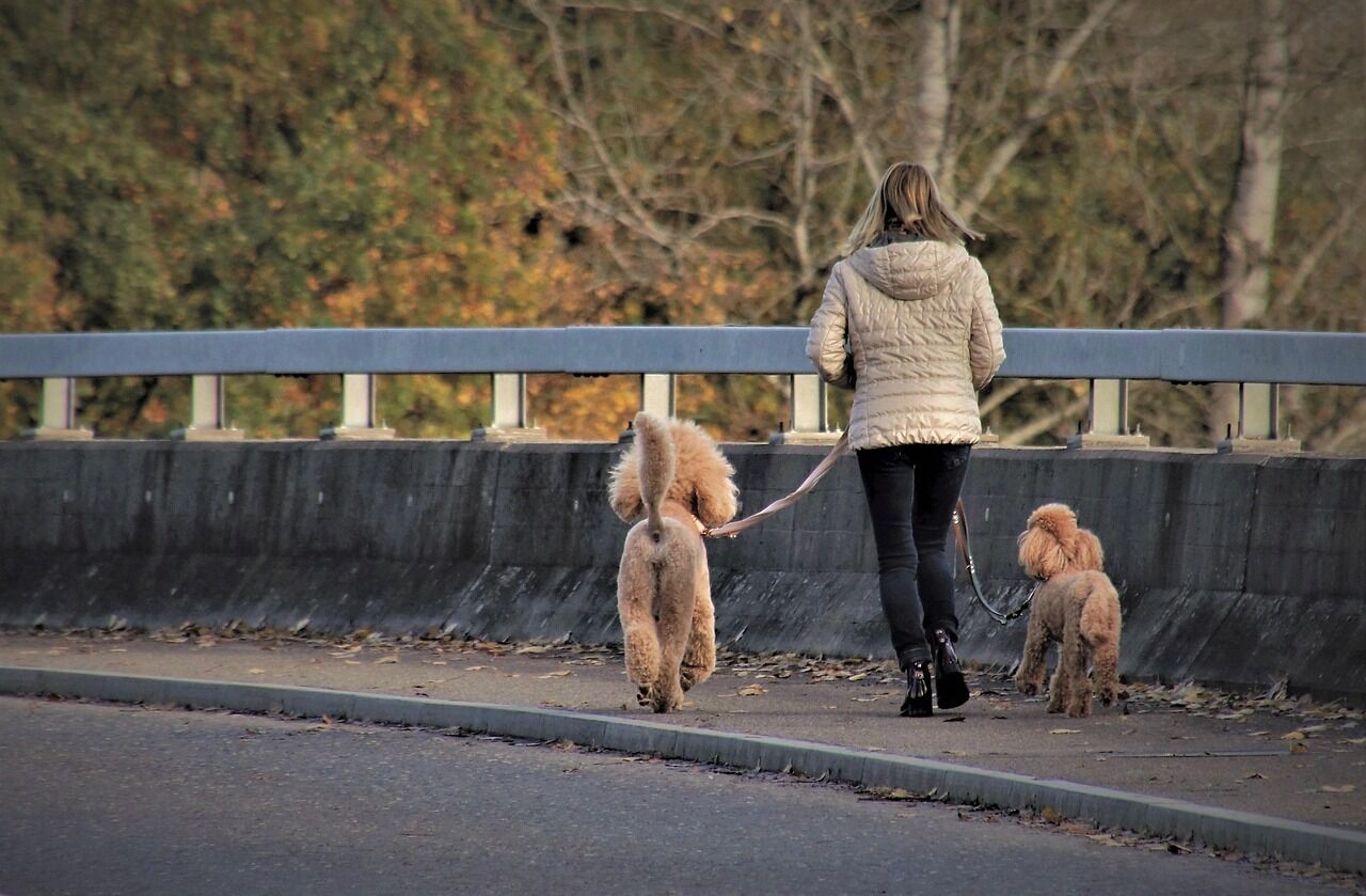 A dog pulling forward on a leash with the owner leaning back to keep up