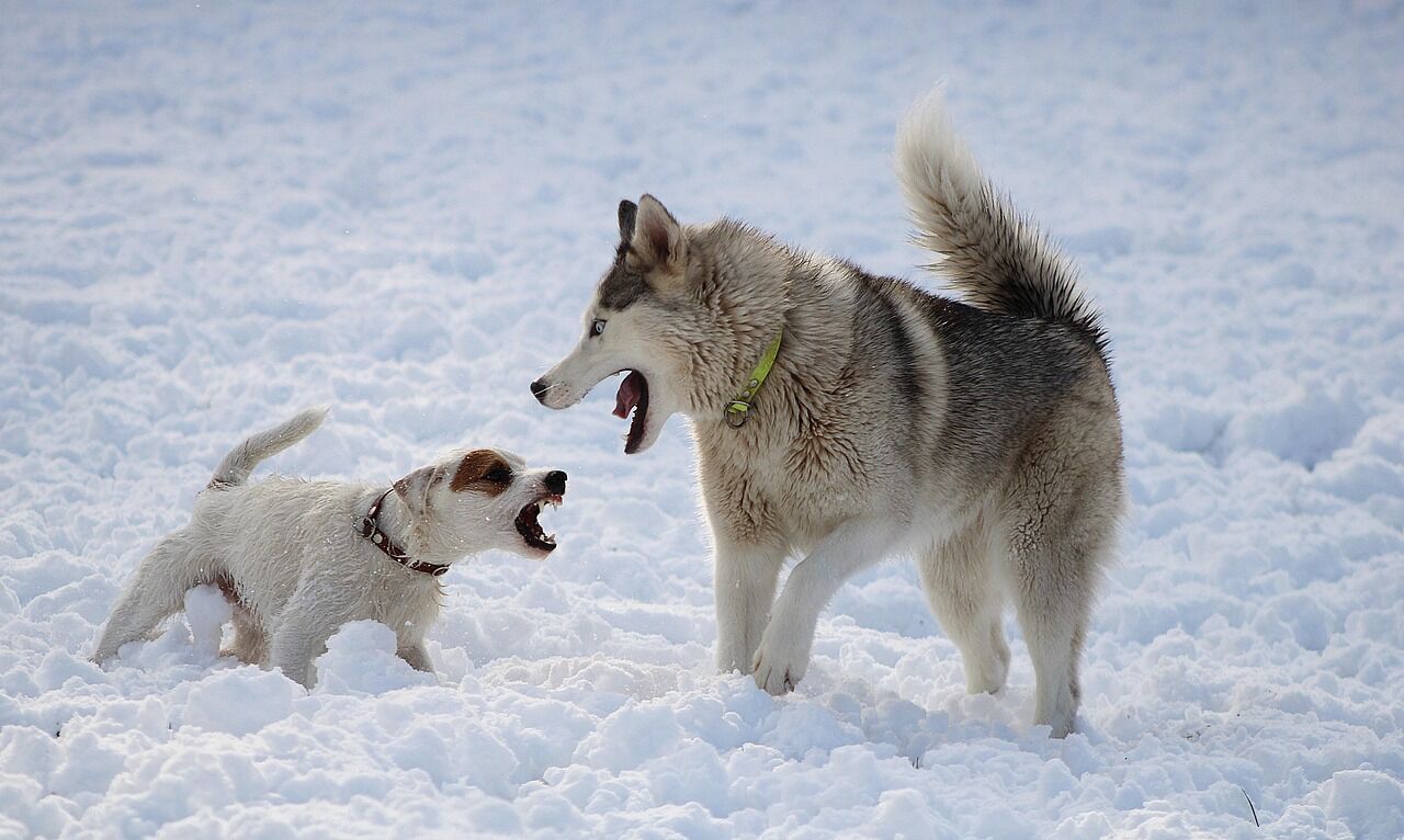 Two Huskies engaged in dramatic vocal play