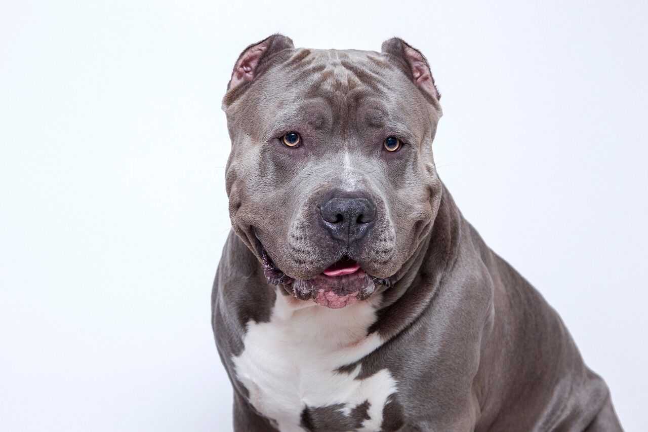 A friendly, smiling pit bull