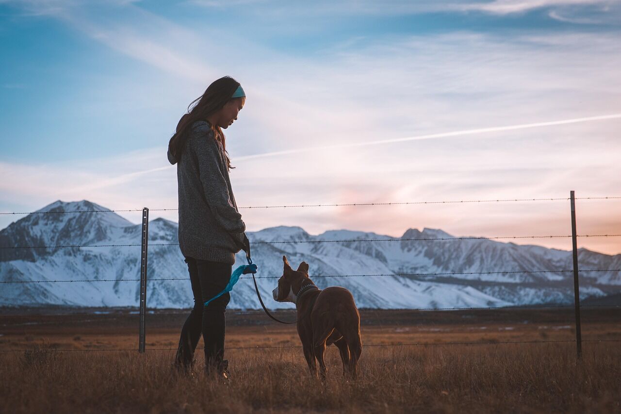A calm rescue dog making eye contact with their handler on a quiet street