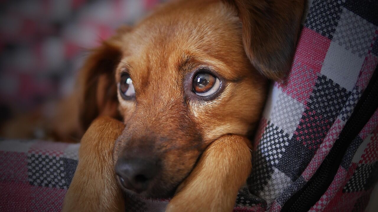 A tiny dog with a confident, fierce personality